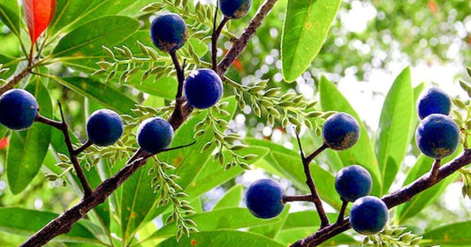 How A Rudraksha Formed?